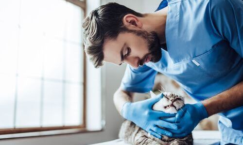 4 Most Popular Vet Tech Specialties