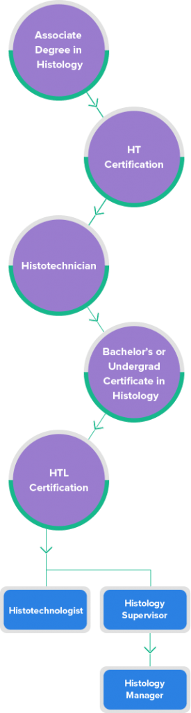 histology-career