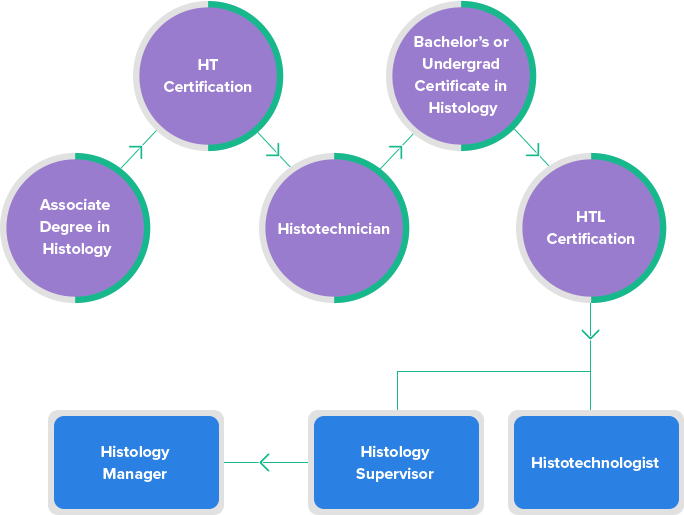 histology-career