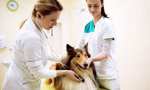 What a Vet Wants from their Vet Tech