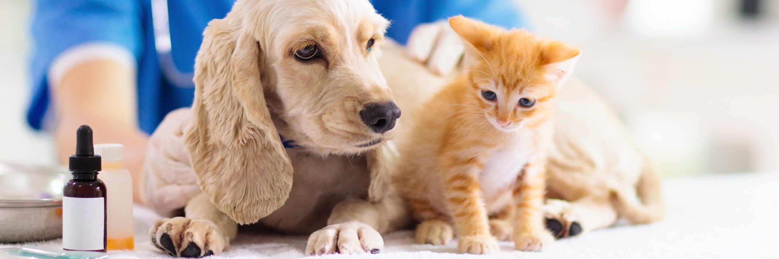 A golden cocker spaniel and a tiny orange kitten sit on a white mat next to medicine droppers, with a blurred background suggesting a vet tech setting.