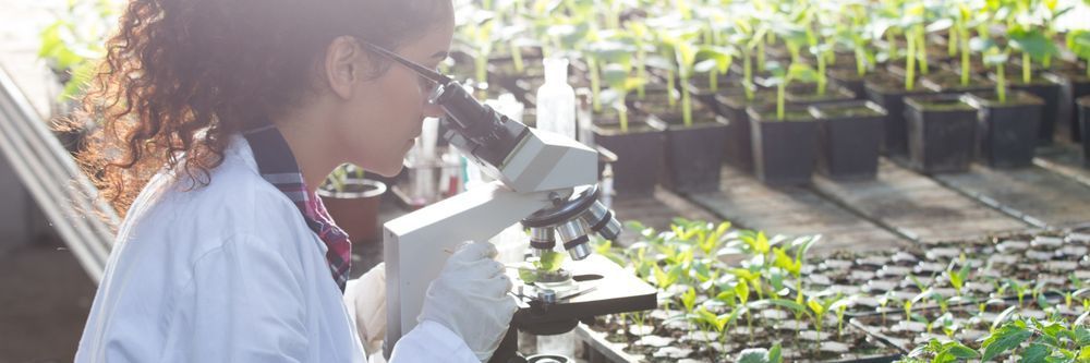 A female scientist examines plant samples under a microscope in a greenhouse full of seedlings, with sunlight streaming in.