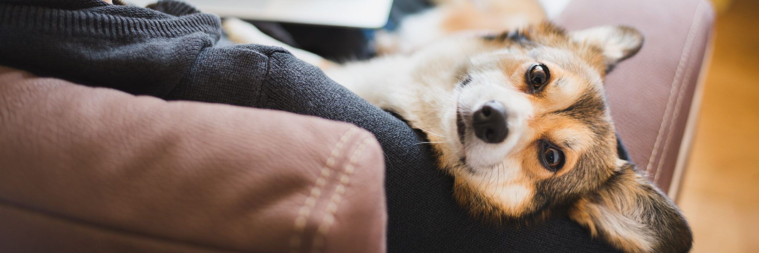 A relaxed corgi lying on a couch, gazing upward with soulful eyes, partially covered by a dark sweater. the focus is sharp on its face against a soft interior background.