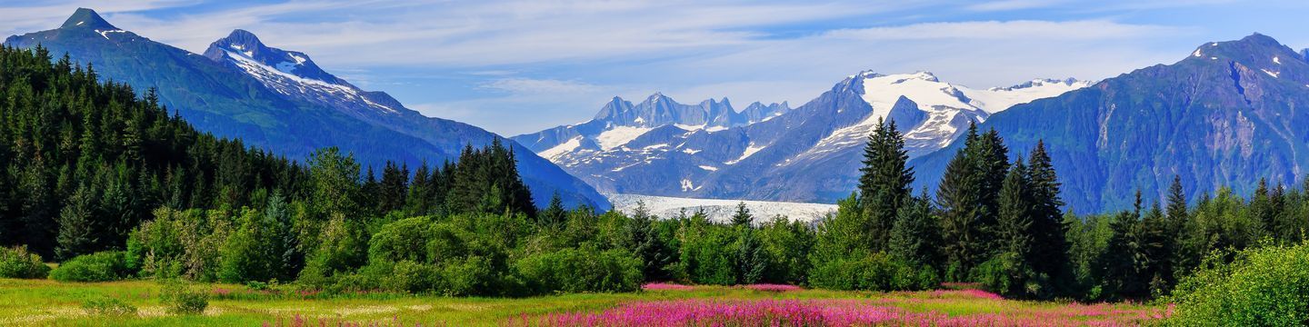 A scenic view of a lush green meadow with vibrant pink wildflowers in the foreground, surrounded by dense Washington forests. Snow-capped mountains rise majestically in the background under a clear blue sky.